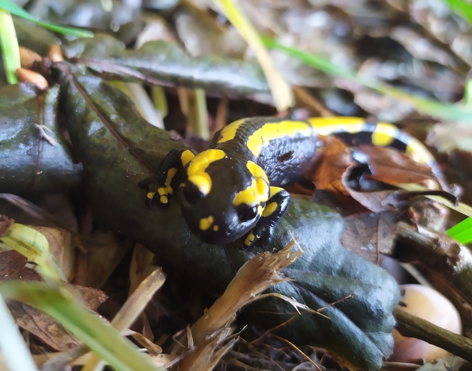 Faune salamandre camping